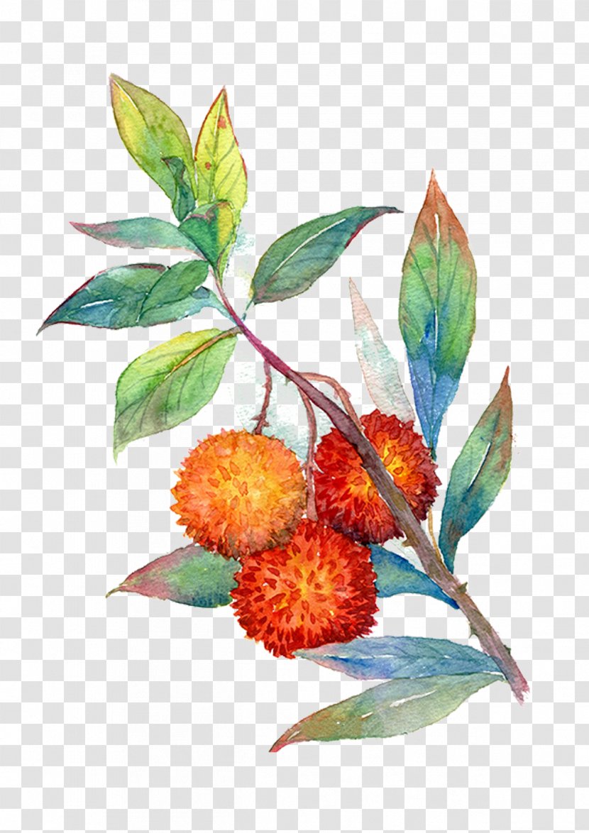 Cherry Fruit Auglis Illustration - Rambutan - Hand-painted Tree Transparent PNG