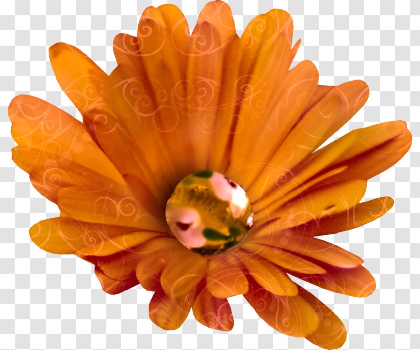 Chrysanthemum Clip Art - Orange - FCB Transparent PNG