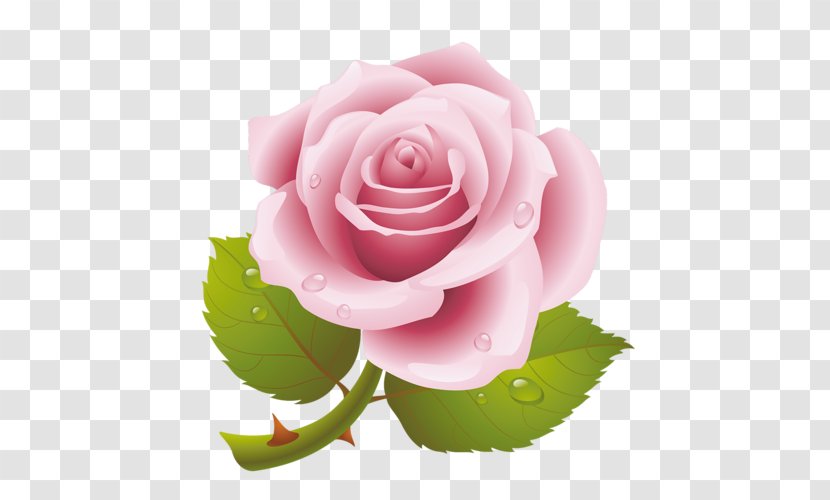 Garden Roses Cabbage Rose Pink Floribunda Clip Art - China - Flower Transparent PNG