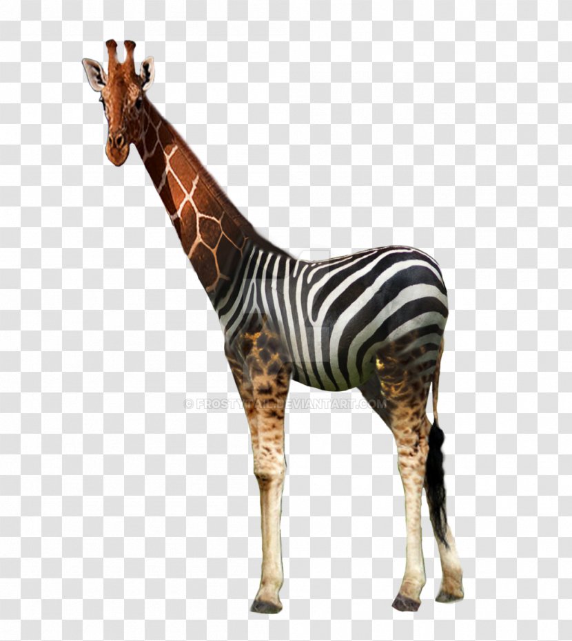 Giraffe Quagga Horse Mammal Animal - Giraffidae Transparent PNG