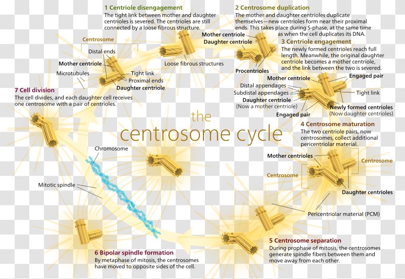Microtubule Organizing Center Cell Division Centrosome Cycle Mitosis - Russian Transparent PNG