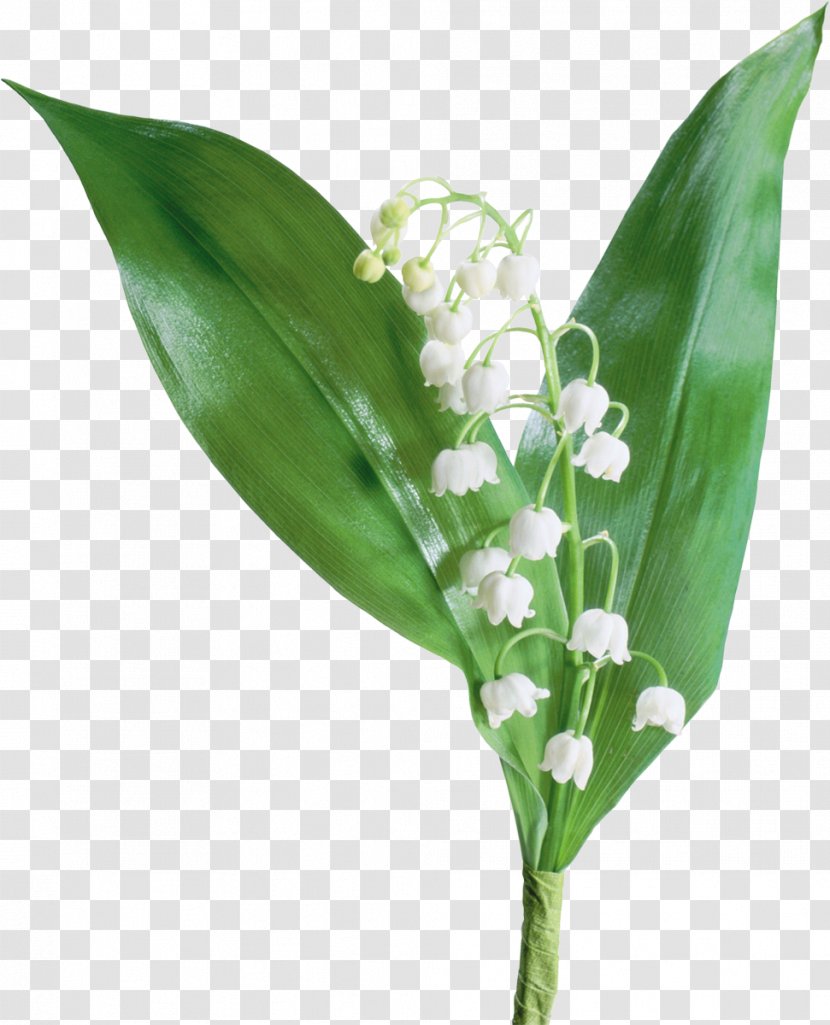 The Lily Of Valley France Flower Transparent PNG