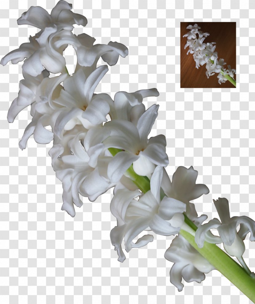 Flower The Neverending Story DeviantArt Hyacinth Plant - White Transparent PNG