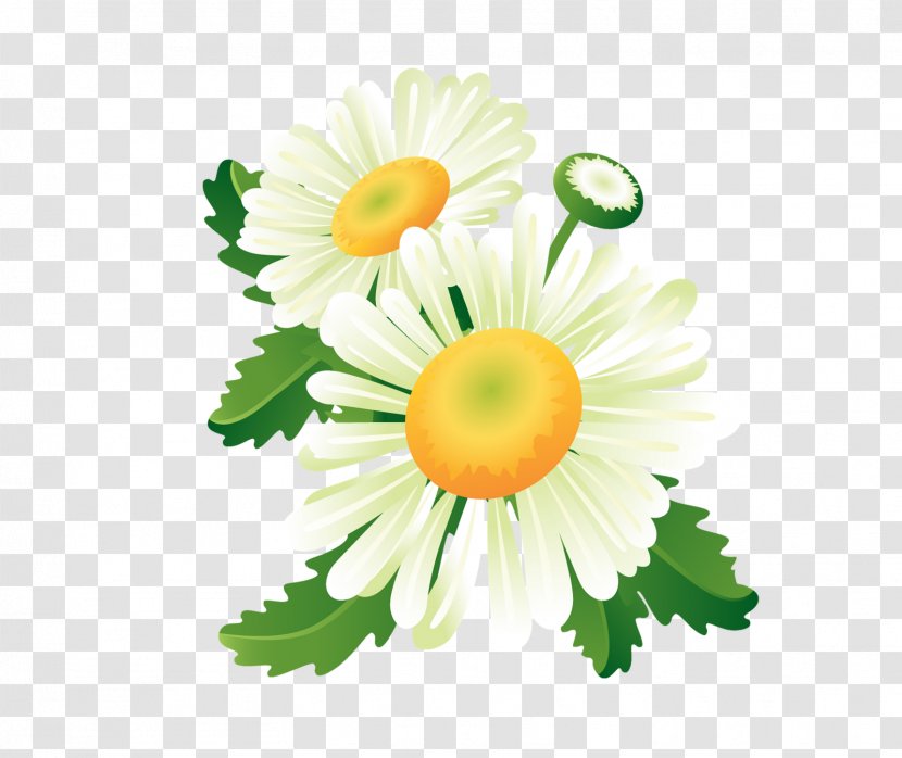 Flower Stock Photography Clip Art - Daisy Family - Banner Transparent PNG