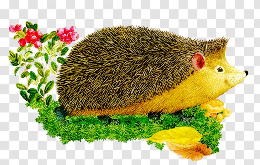 European Hedgehog Hérisson Animal Illustrations Clip Art - ёж Transparent PNG