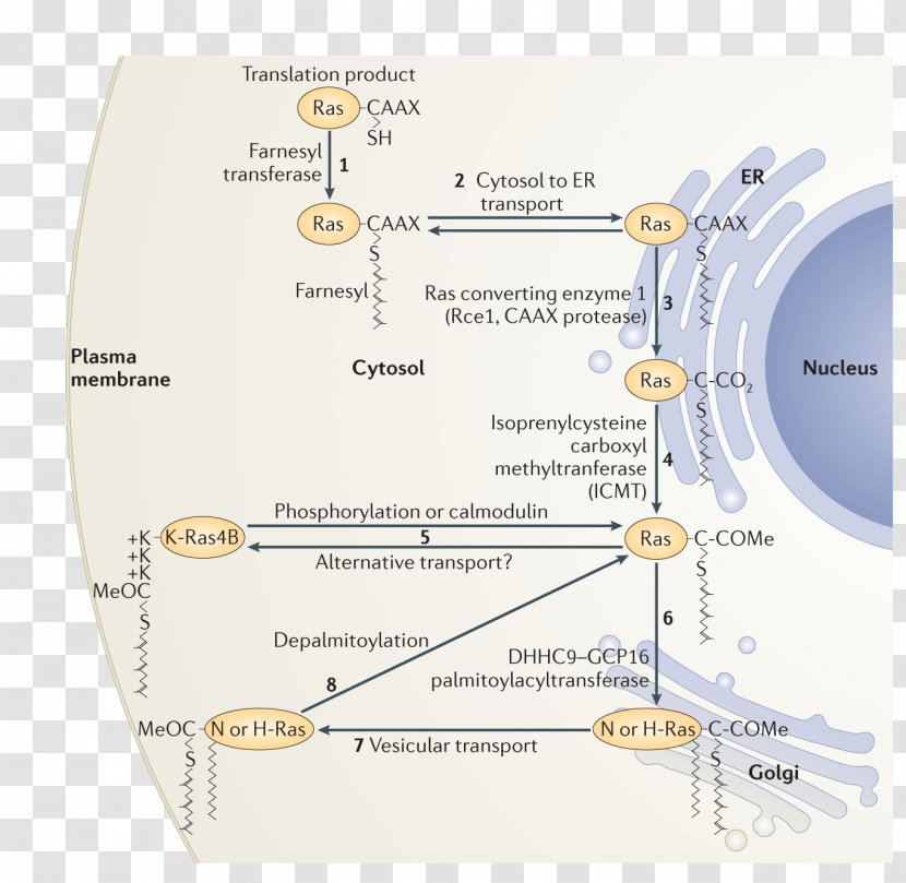 Achilles' Heel Farnesyltransferase Cell Signaling Membrane - Protein Transparent PNG