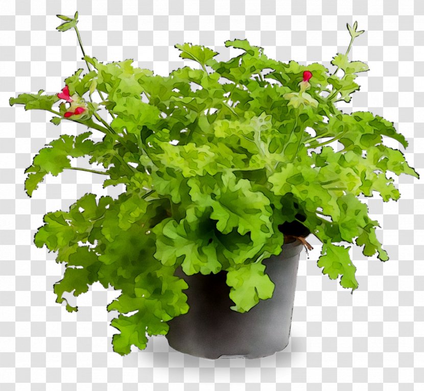 Parsley Coriander - Annual Plant Transparent PNG
