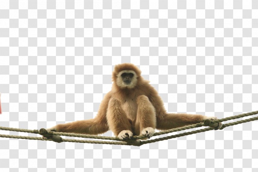 Macaque Coca-Cola Gibbon New World Monkey - Fauna - On A Rope Transparent PNG