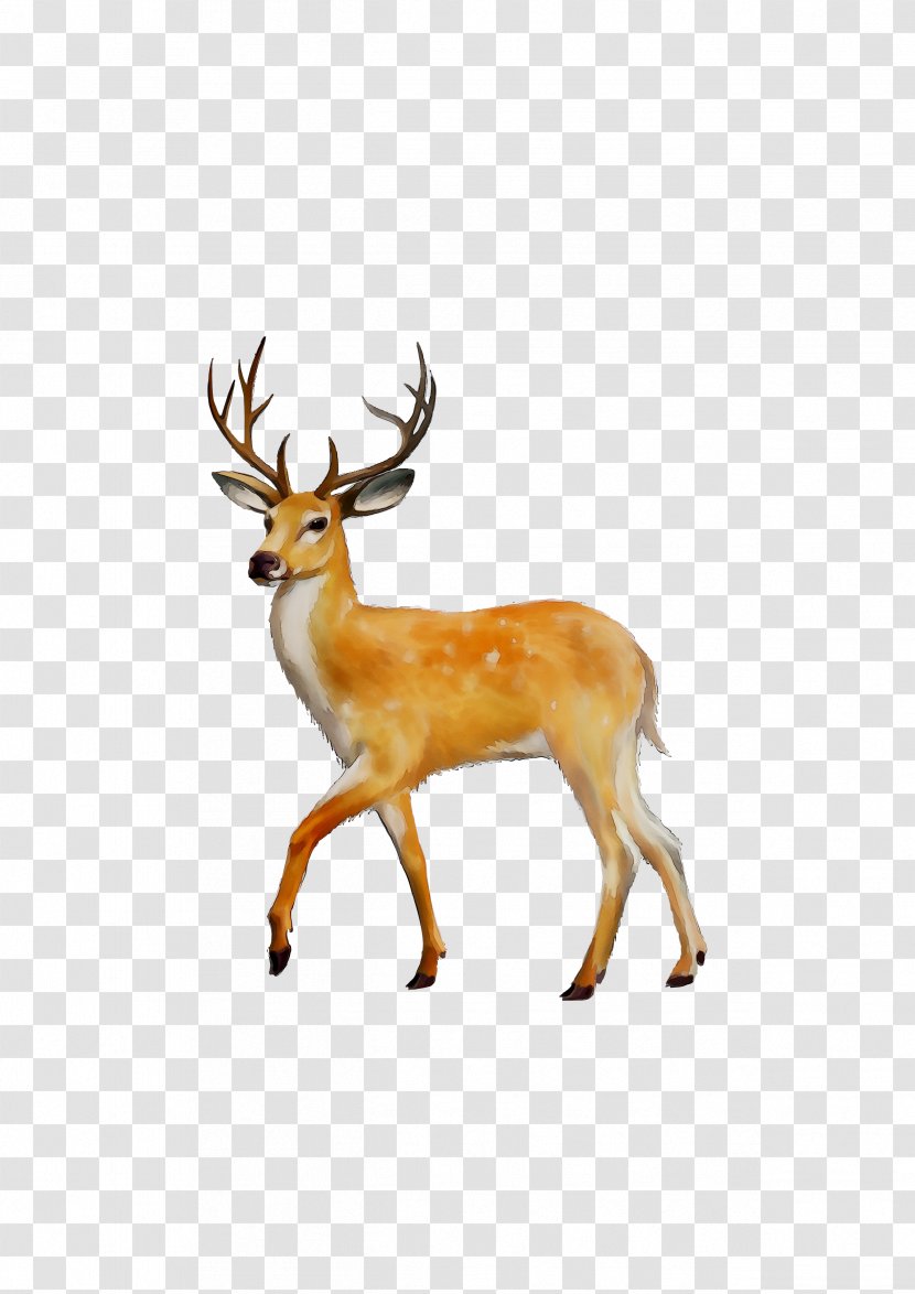 White-tailed Deer Clip Art Red - Sika - Reindeer Transparent PNG
