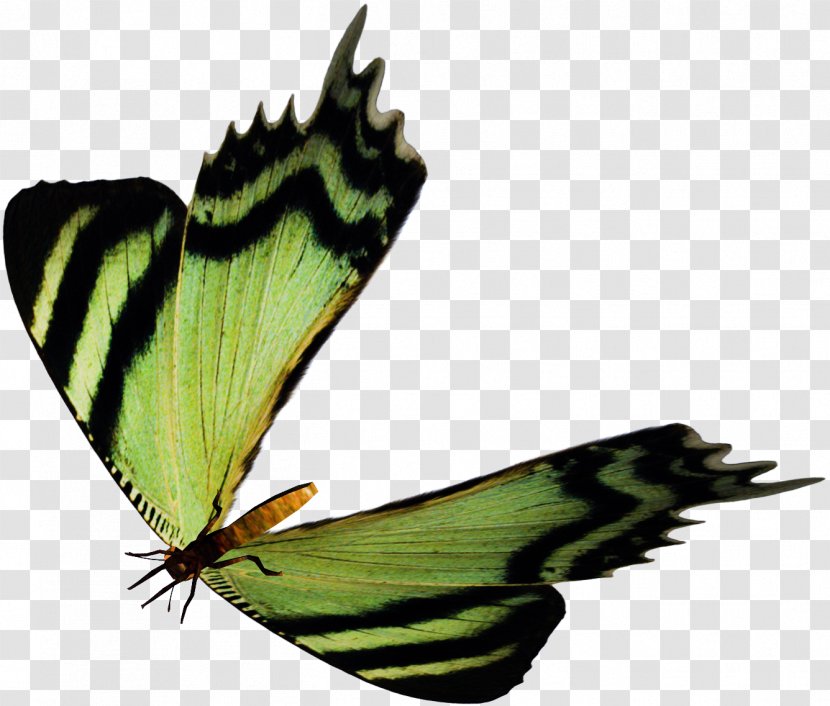 Butterfly Insect Moth Pollinator Pieridae - Arthropod - Fluttering Butterflies Transparent PNG