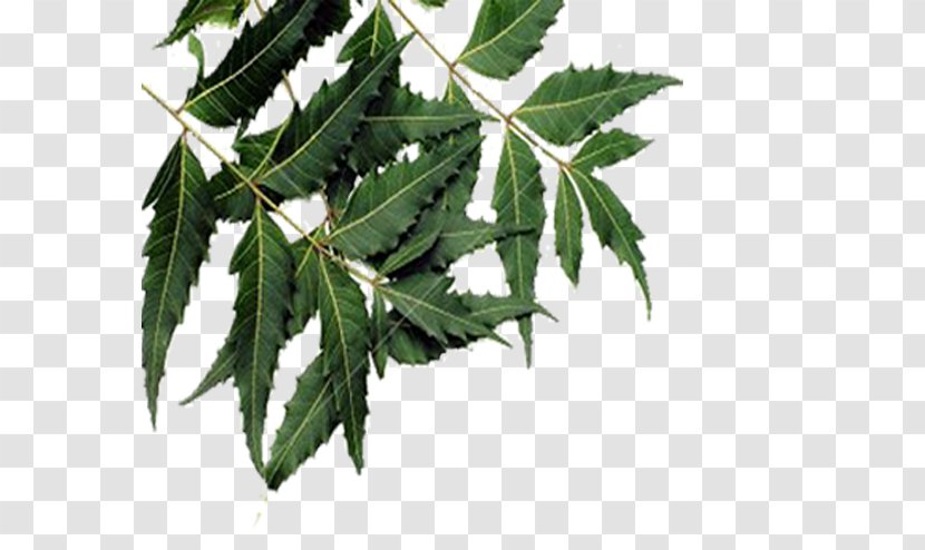 Leaf Neem Tree Oil Plant Transparent PNG