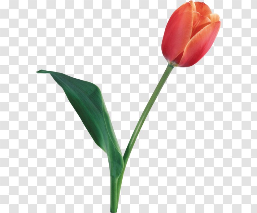 Flower Tulip Clip Art - Lily Family - Nice Transparent PNG