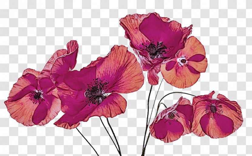 Flower Flowering Plant Petal Pink Purple - Anemone Oriental Poppy Transparent PNG