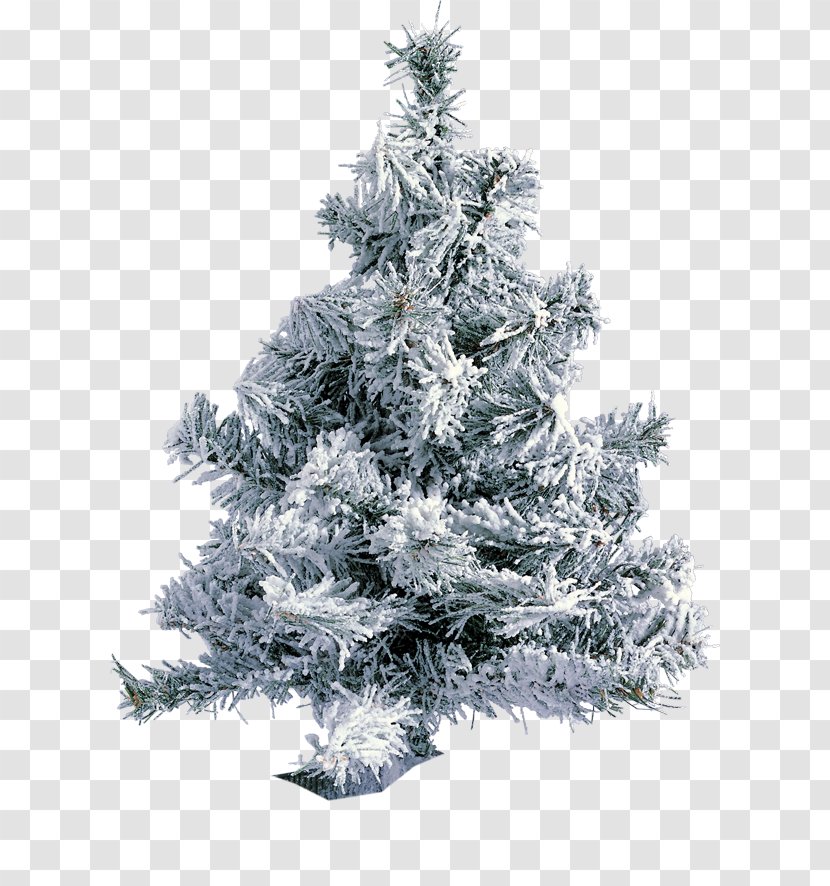 Fir Christmas Tree Parabéns Pra Jesus Pine - Norway Spruce Transparent PNG