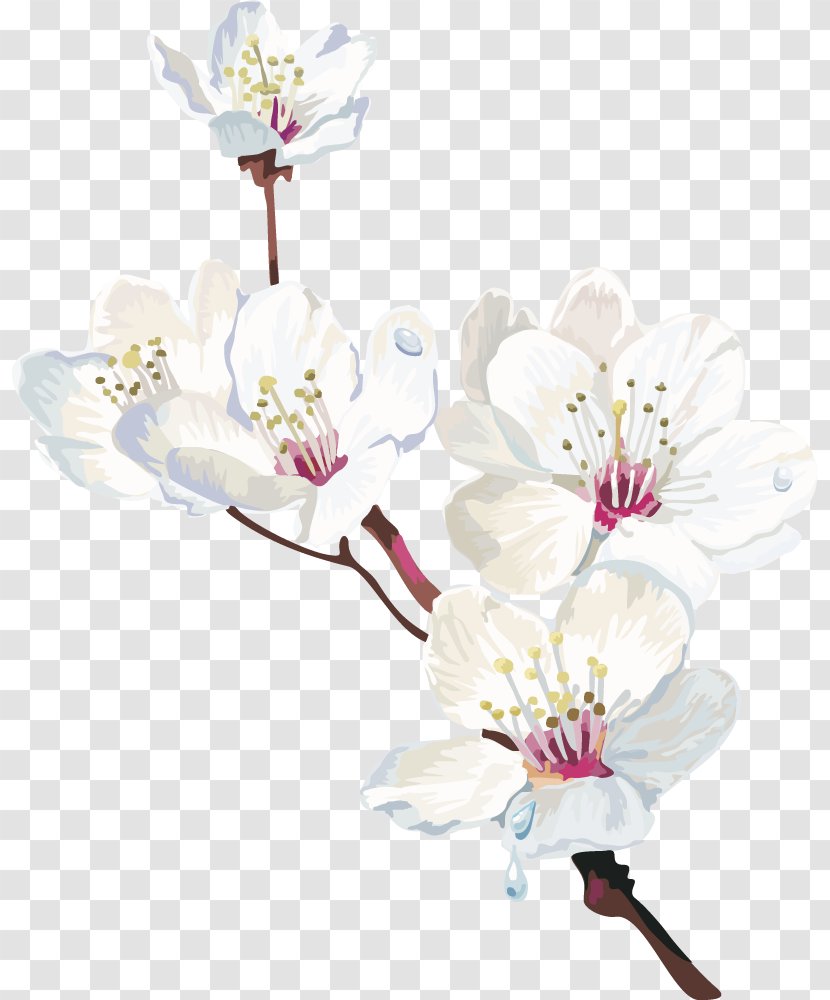 Cape Jasmine White Flower Clip Art - A Vector Peach Plum Transparent PNG
