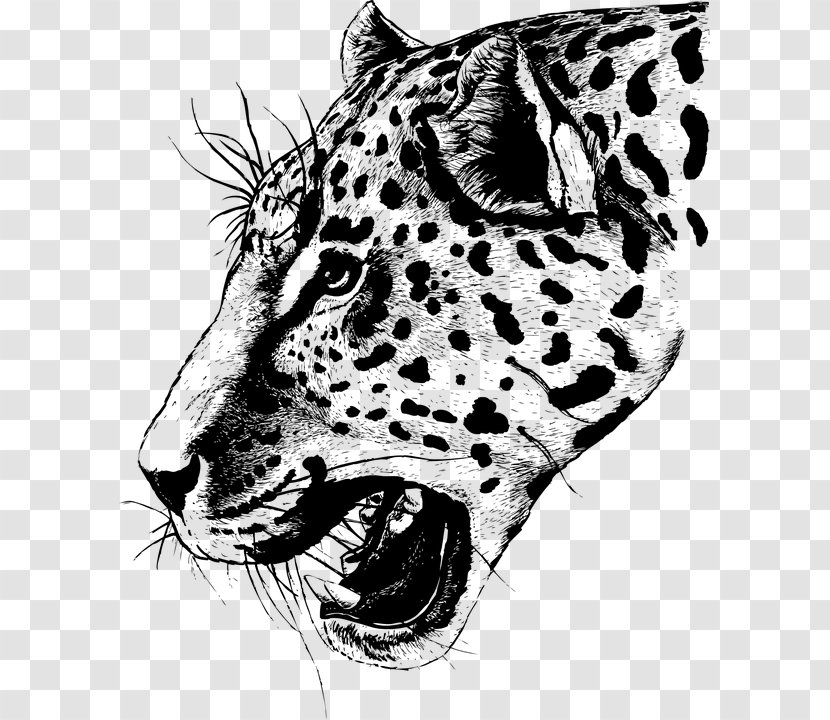 Leopard Head Tiger Drawing - Terrestrial Animal Transparent PNG