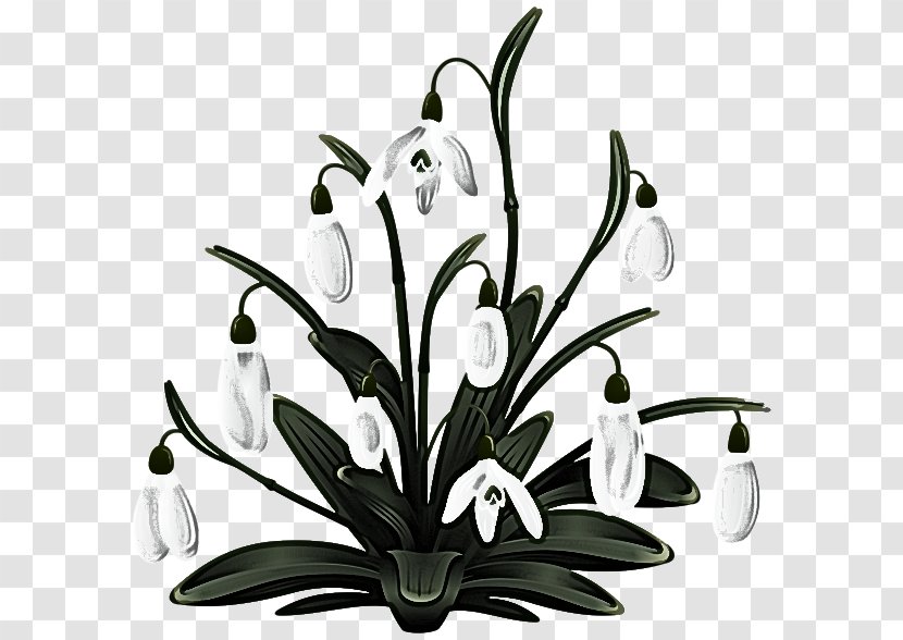 Plant Flower Black-and-white Leaf Clip Art - Flowering - Lily Transparent PNG
