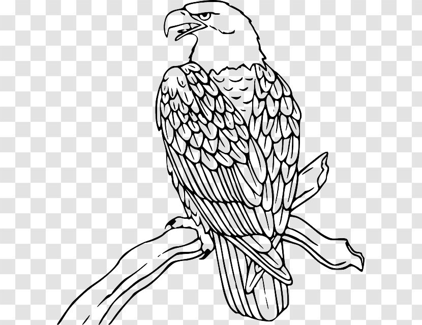 Bald Eagle Philippine Clip Art - Bird Of Prey - Outline Transparent PNG