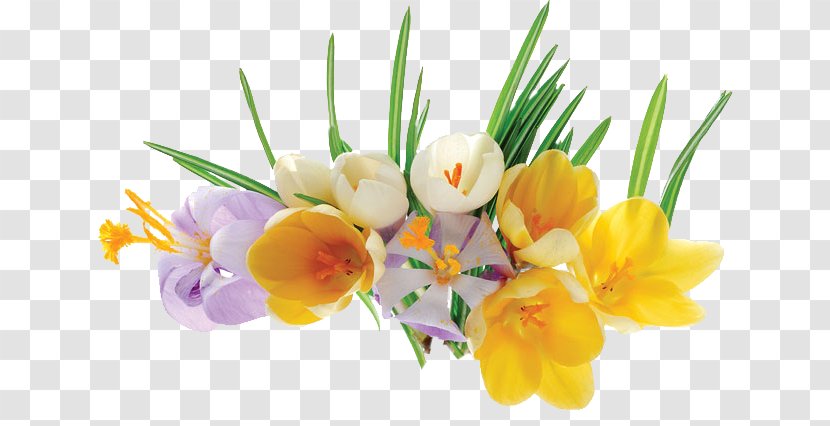Floral Design Cut Flowers Crocus Flower Bouquet - Yellow Transparent PNG