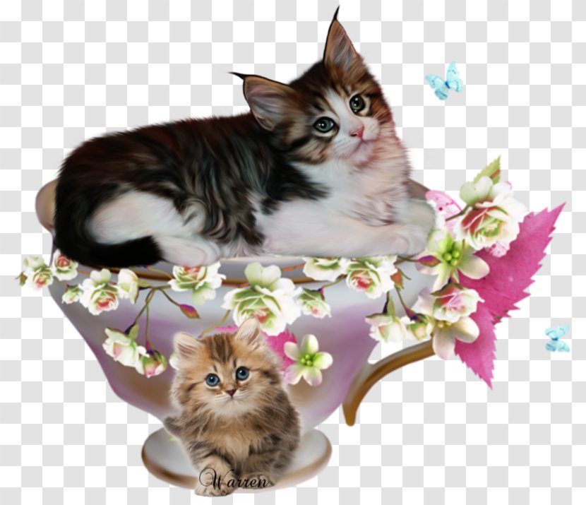 Kitten Maine Coon American Wirehair Morning Domestic Short-haired Cat - Carnivoran Transparent PNG