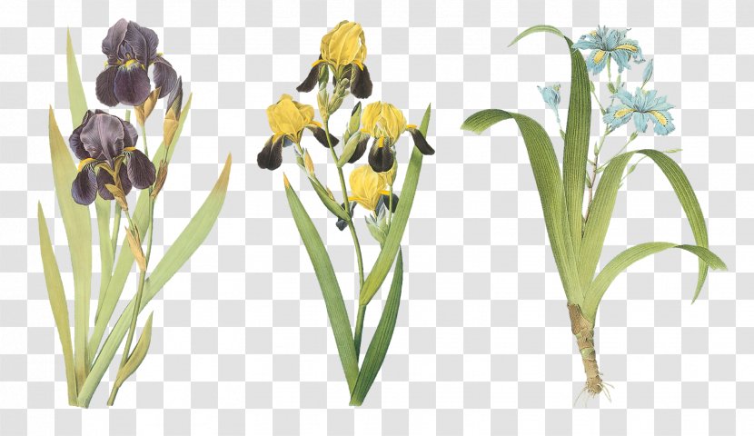 Paper Iris Family Xiphium Art - Plant - Flower Transparent PNG