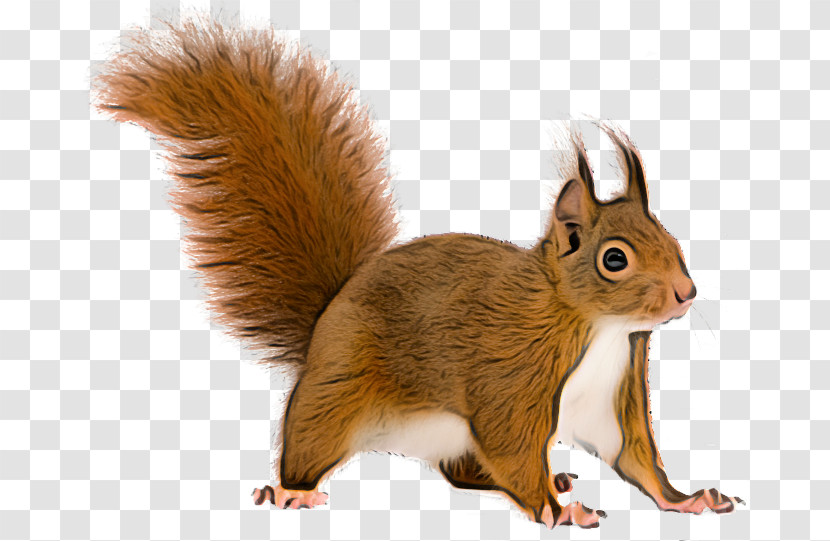 Squirrel Eurasian Red Squirrel Tail Wildlife Fox Squirrel Transparent PNG