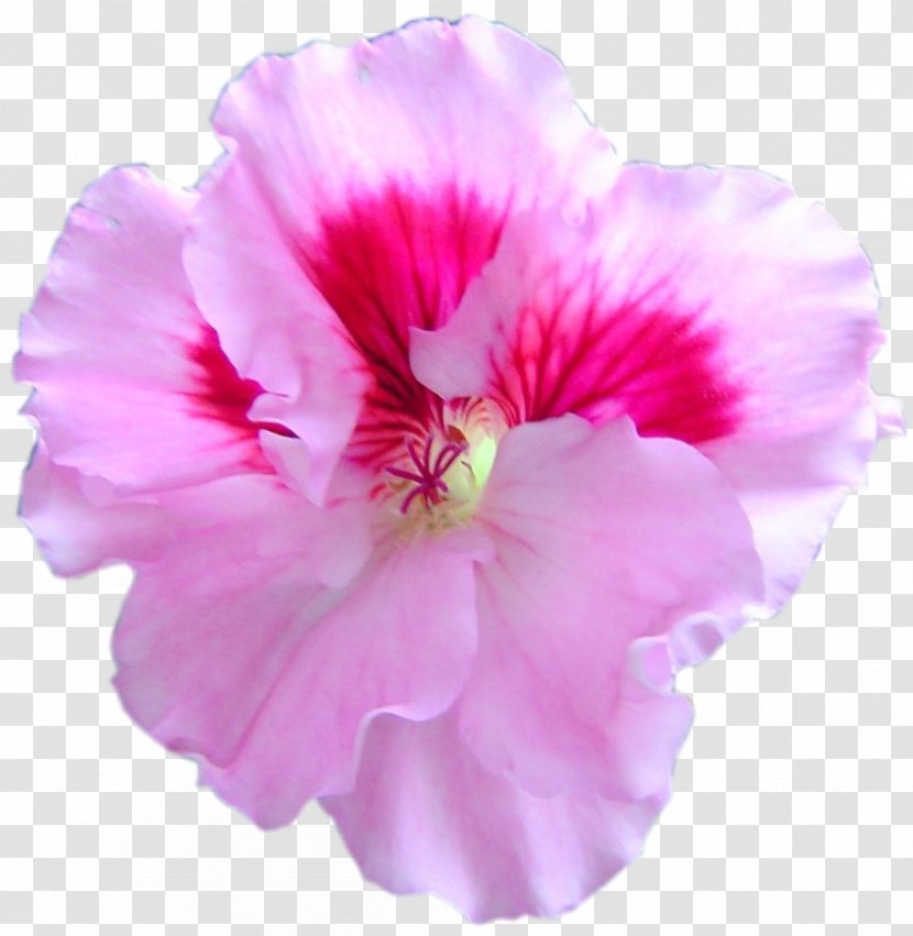 Rosemallows Crane's-bill Azalea Annual Plant Pink M - Mallow Family Transparent PNG