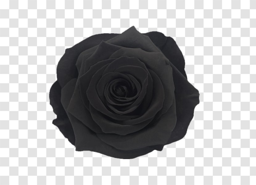 Black And White Flower - Garden Roses - Hybrid Tea Rose Artificial Transparent PNG