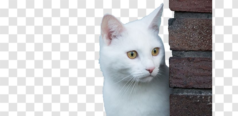 Congenital Sensorineural Deafness In Cats Kitten Eye Wallpaper - Display Resolution - Cute White Image Transparent PNG