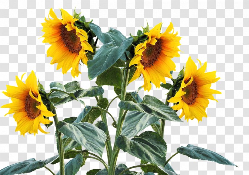 Common Sunflower Plant Seed Clip Art - Flower - Sunflowers Transparent PNG