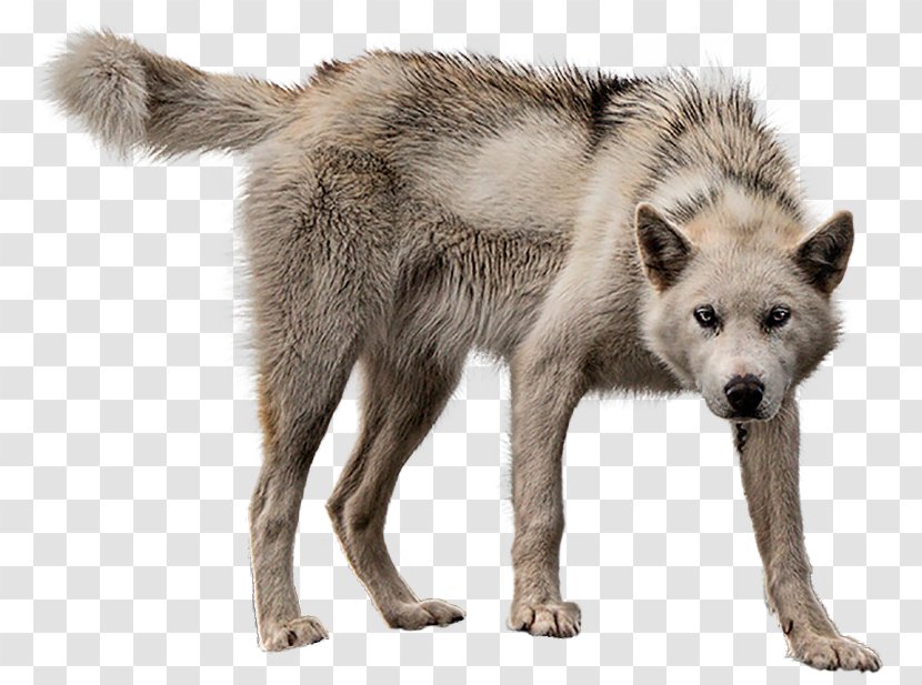 Alaskan Tundra Wolf Greenland Dog Image Wolfdog - Animal - Dd Cloak Transparent PNG