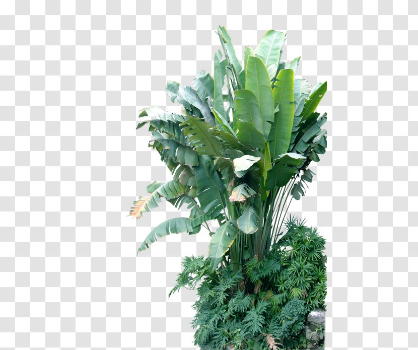 Musa Basjoo Leaf Banana Plant - Houseplant - Tree Transparent PNG