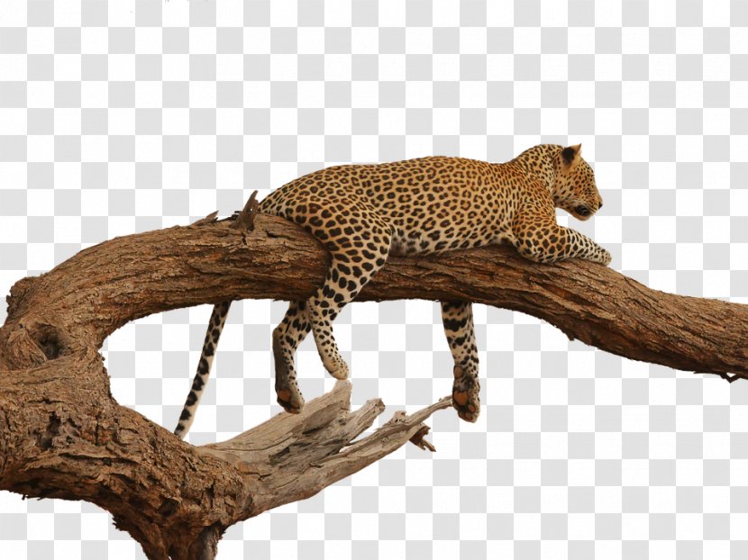 Leopard Felidae Clip Art Image - Safari Transparent PNG