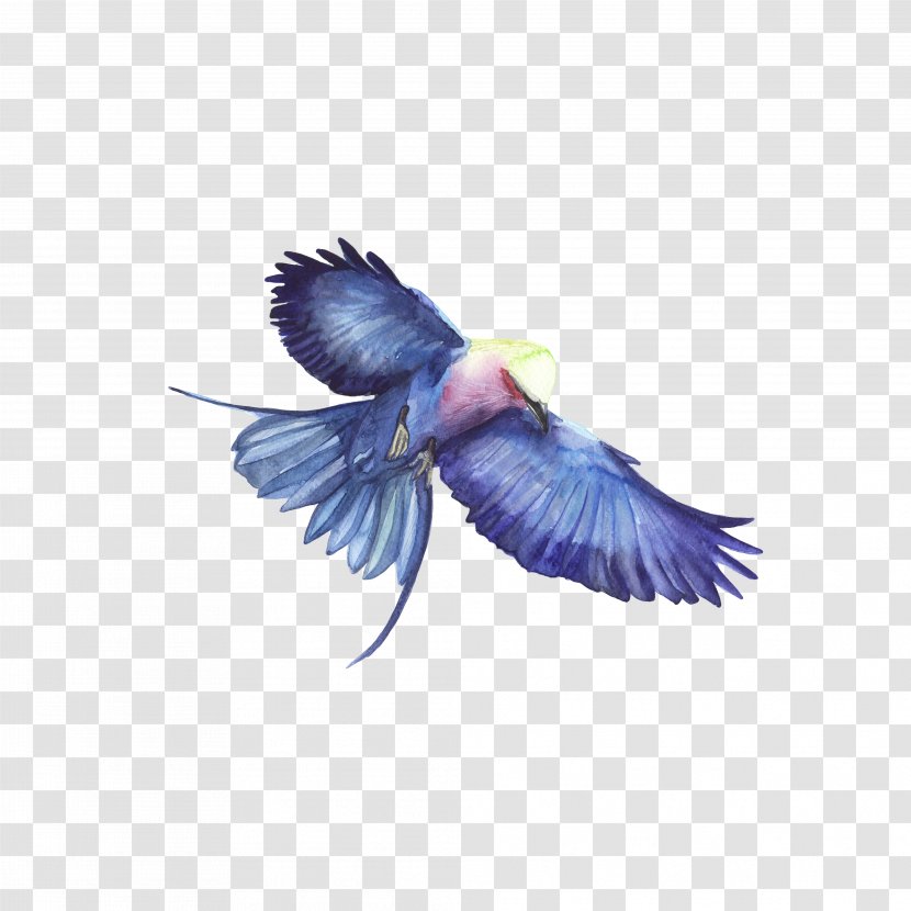 Bird Hawk Blue - Eagle Transparent PNG