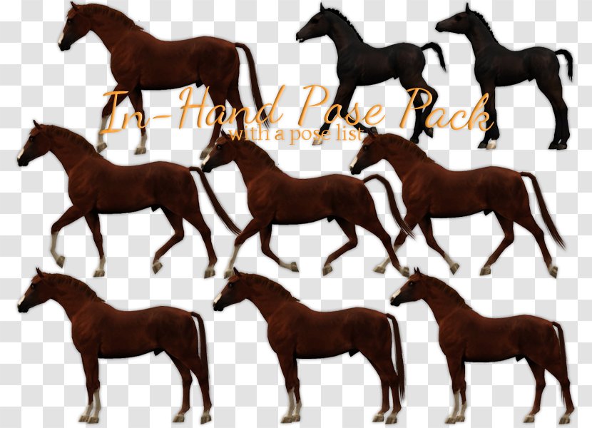 Mustang Foal Stallion Colt Mare - Horse Like Mammal Transparent PNG