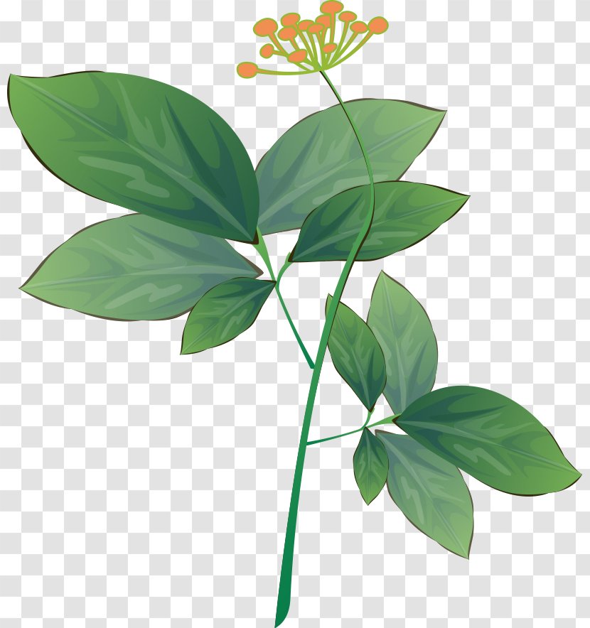 Ginseng Traditional Chinese Medicine - Medicinal Plants - Flower Transparent PNG