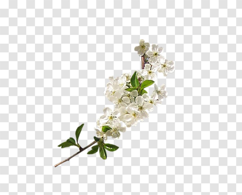 Flower - Albom Transparent PNG