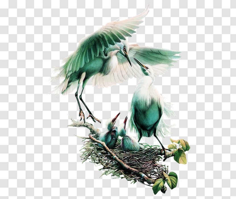 China Snow-capped Manakin Bird Art Painting - Turquoise - Crane Transparent PNG