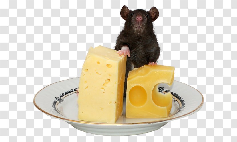 Computer Mouse Rodent Cheese Mousetrap - Gerbil Transparent PNG