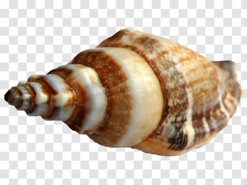 Shankha Seashell Sea Snail Conchology - Threat Transparent PNG