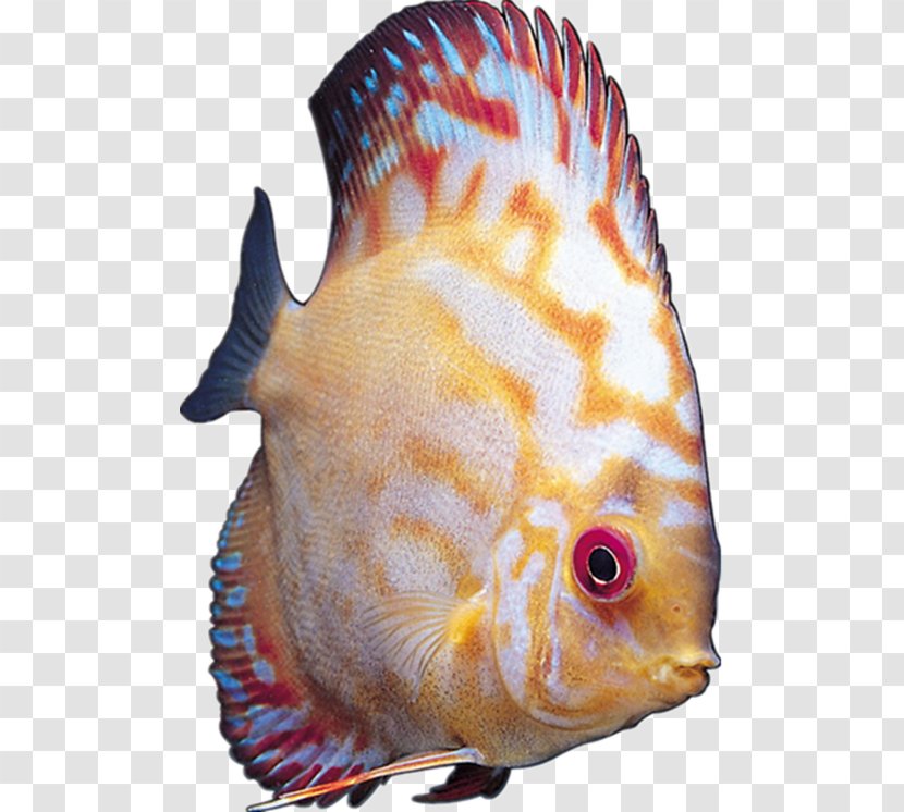 Image Cichlid Ornamental Fish - Tropical - Photography Transparent PNG