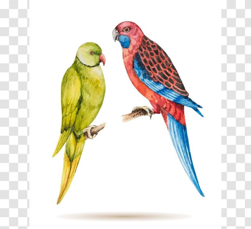 Bird Parrot - Budgie - Wing Lovebird Transparent PNG