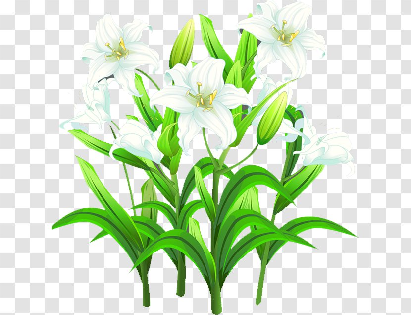 Lilium Template - Flowerpot - Lily Transparent PNG