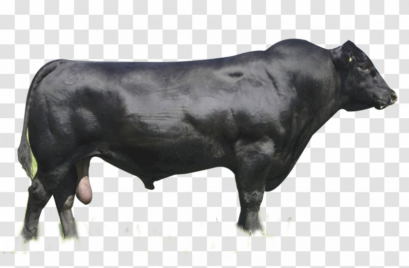 Angus Cattle Brangus Limousin Aberdeen Brahman - Bull Transparent PNG