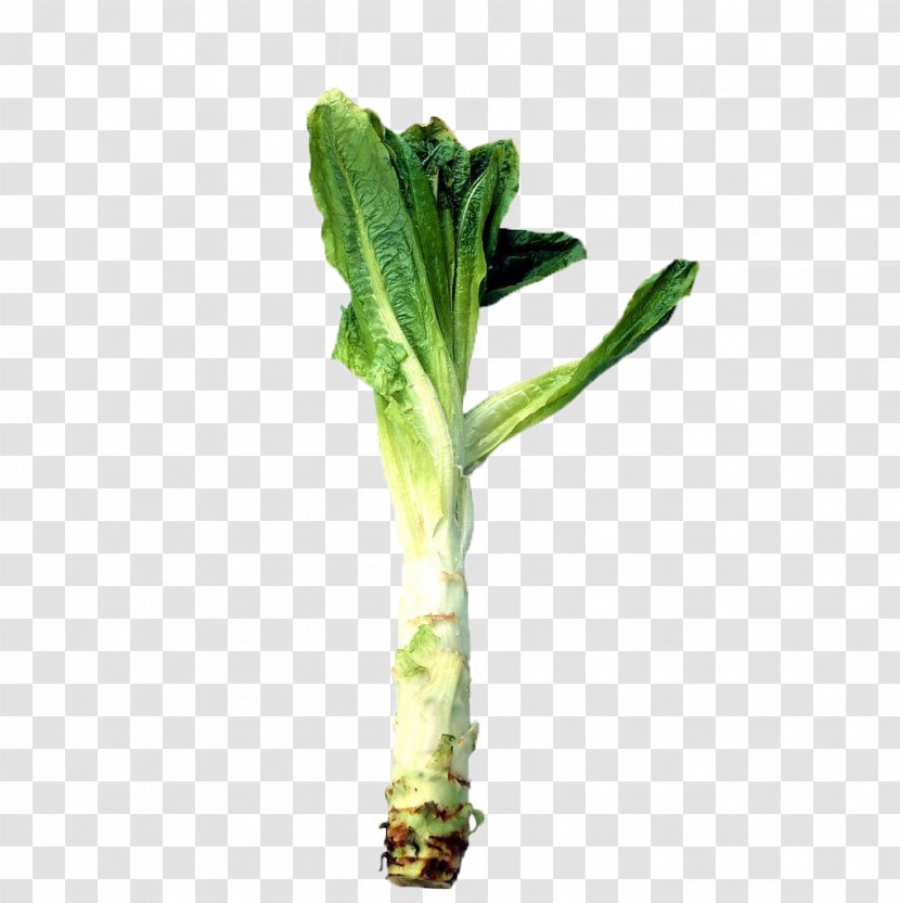Celtuce Horseradish Leaf Root Food - Fresh Raw Cabbages Transparent PNG