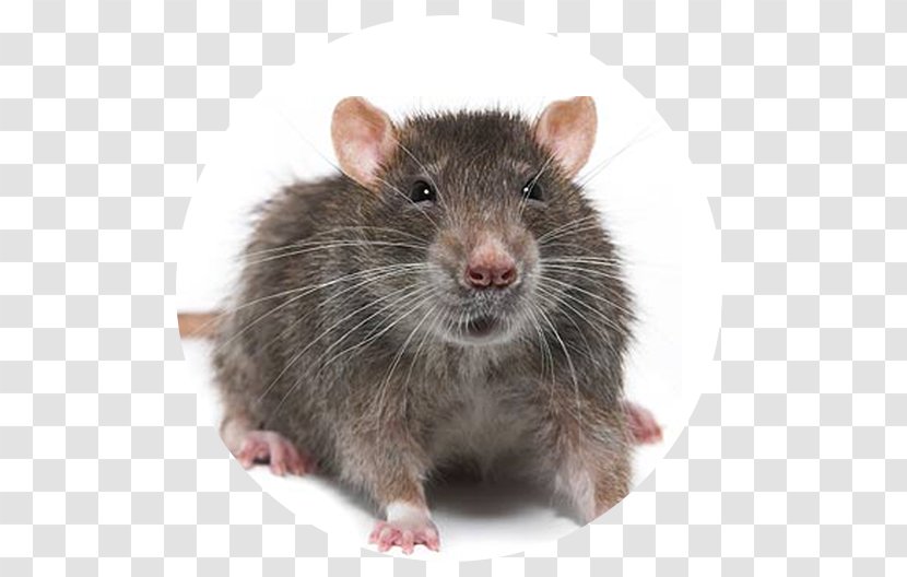 Brown Rat Mouse Rodent Black Pest Control - Snout Transparent PNG