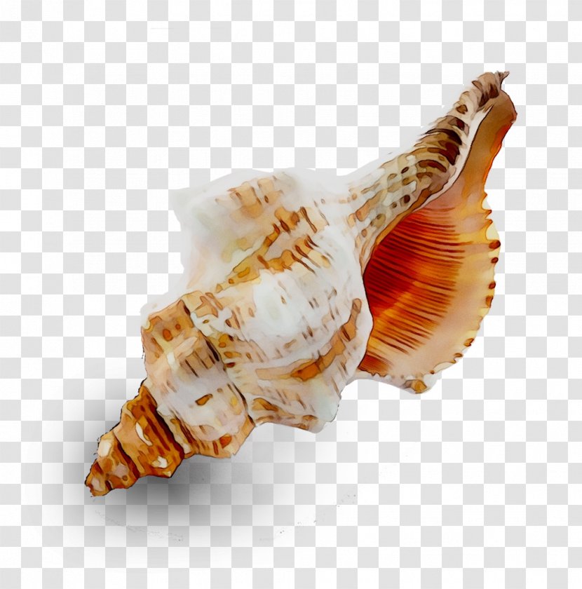 Seashell Conchology Trumpet Cockle - Musical Instrument Transparent PNG