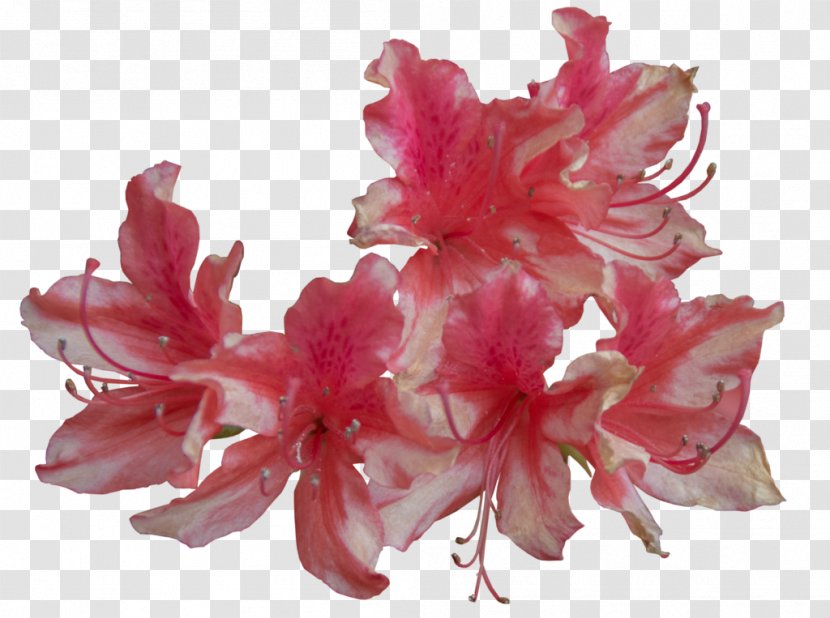 Flower Pink White Clip Art - Azalea - Red Transparent PNG