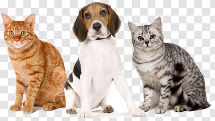 Whiskers European Shorthair Bengal Cat Domestic Short-haired Dog Transparent PNG