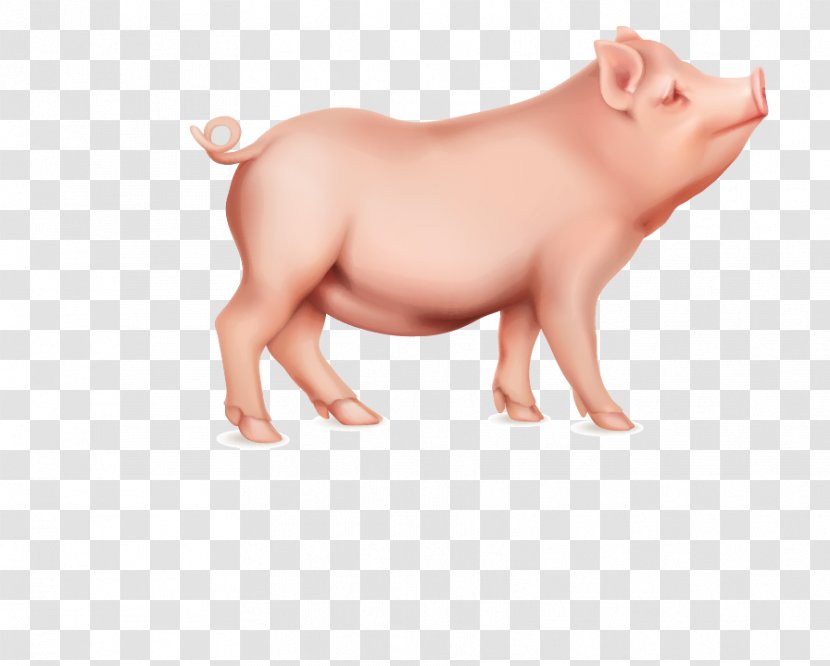 Domestic Pig Stock Illustration - Pink Transparent PNG